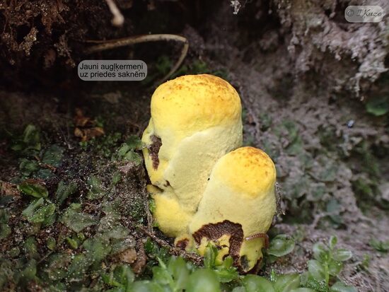 Phaeolus schweinitzii